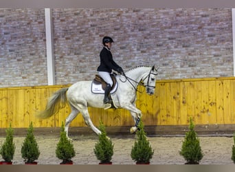 KWPN, Caballo castrado, 4 años, 165 cm, Tordo