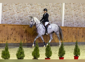 KWPN, Caballo castrado, 4 años, 165 cm, Tordo