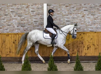 KWPN, Caballo castrado, 4 años, 165 cm, Tordo