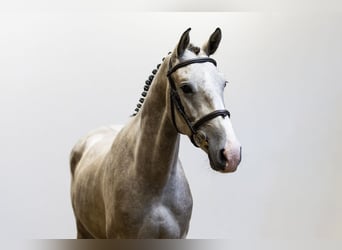KWPN, Caballo castrado, 4 años, 165 cm, Tordo
