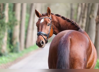 KWPN, Caballo castrado, 4 años, 166 cm, Alazán