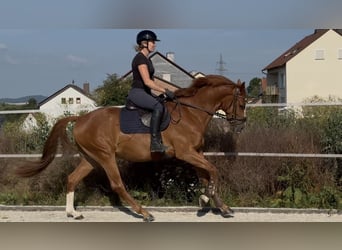 KWPN, Caballo castrado, 4 años, 166 cm, Alazán