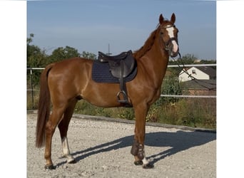 KWPN, Caballo castrado, 4 años, 166 cm, Alazán