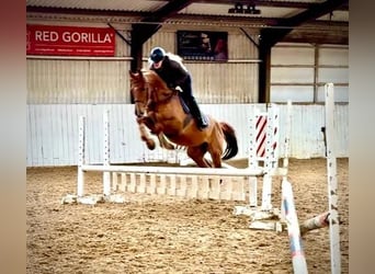 KWPN, Caballo castrado, 4 años, 166 cm, Alazán-tostado