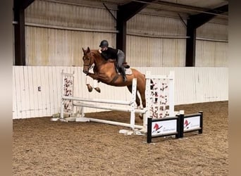 KWPN, Caballo castrado, 4 años, 166 cm, Alazán-tostado