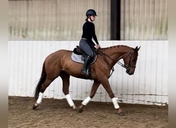 KWPN, Caballo castrado, 4 años, 166 cm, Alazán-tostado