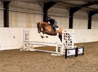 KWPN, Caballo castrado, 4 años, 166 cm, Alazán-tostado