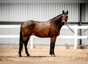 KWPN, Caballo castrado, 4 años, 166 cm