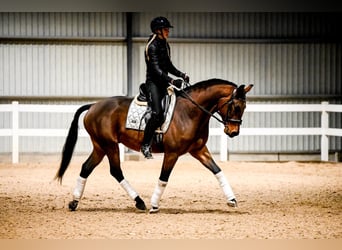 KWPN, Caballo castrado, 4 años, 166 cm