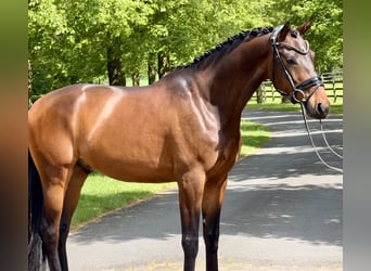 KWPN, Caballo castrado, 4 años, 166 cm, Castaño
