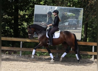KWPN, Caballo castrado, 4 años, 166 cm, Castaño
