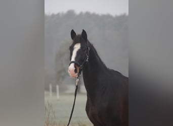 KWPN, Caballo castrado, 4 años, 166 cm, Castaño