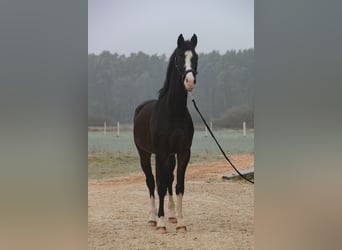 KWPN, Caballo castrado, 4 años, 166 cm, Castaño