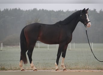 KWPN, Caballo castrado, 4 años, 166 cm, Castaño