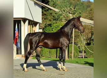 KWPN, Caballo castrado, 4 años, 166 cm, Castaño