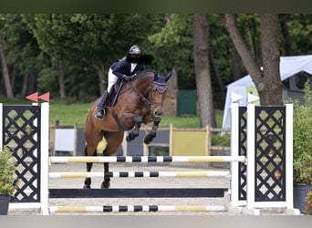 KWPN, Caballo castrado, 4 años, 166 cm, Castaño