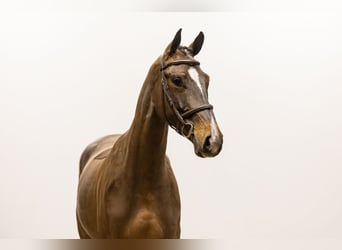 KWPN, Caballo castrado, 4 años, 166 cm, Castaño