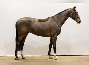 KWPN, Caballo castrado, 4 años, 166 cm, Castaño