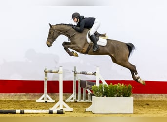 KWPN, Caballo castrado, 4 años, 166 cm, Castaño