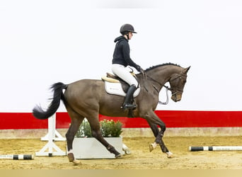 KWPN, Caballo castrado, 4 años, 166 cm, Castaño