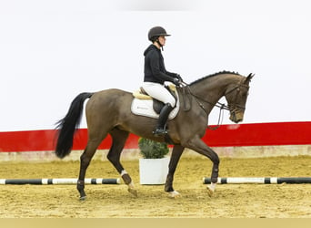 KWPN, Caballo castrado, 4 años, 166 cm, Castaño