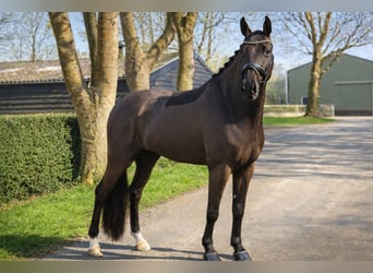 KWPN, Caballo castrado, 4 años, 166 cm, Negro