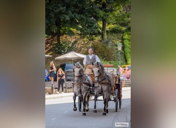 KWPN, Caballo castrado, 4 años, 166 cm, Negro