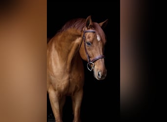 KWPN, Caballo castrado, 4 años, 167 cm, Alazán-tostado