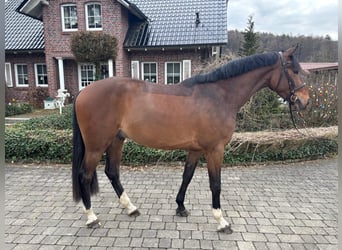 KWPN, Caballo castrado, 4 años, 167 cm, Castaño
