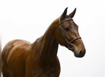 KWPN, Caballo castrado, 4 años, 167 cm, Castaño