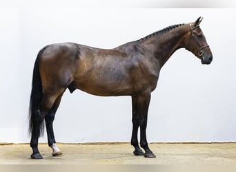KWPN, Caballo castrado, 4 años, 167 cm, Castaño