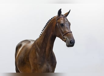 KWPN, Caballo castrado, 4 años, 167 cm, Castaño