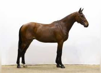 KWPN, Caballo castrado, 4 años, 167 cm, Castaño