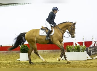 KWPN, Caballo castrado, 4 años, 167 cm, Castaño claro