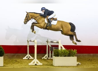 KWPN, Caballo castrado, 4 años, 167 cm, Castaño claro