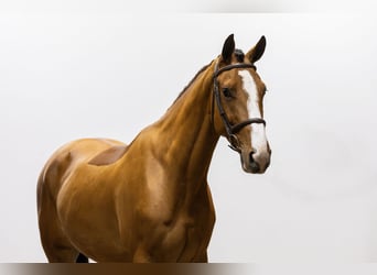 KWPN, Caballo castrado, 4 años, 167 cm, Castaño claro