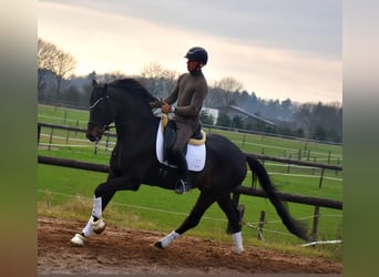 KWPN, Caballo castrado, 4 años, 167 cm, Castaño oscuro