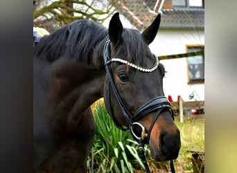 KWPN, Caballo castrado, 4 años, 167 cm, Castaño oscuro