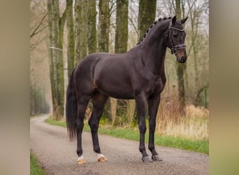 KWPN, Caballo castrado, 4 años, 167 cm, Castaño oscuro