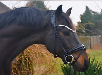 KWPN, Caballo castrado, 4 años, 167 cm, Castaño oscuro