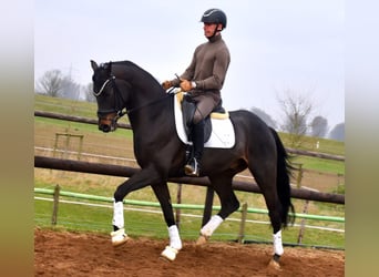 KWPN, Caballo castrado, 4 años, 167 cm, Castaño oscuro