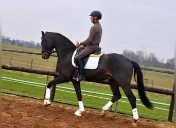 KWPN, Caballo castrado, 4 años, 167 cm, Castaño oscuro