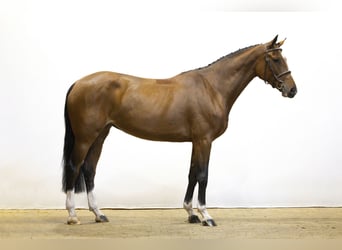 KWPN, Caballo castrado, 4 años, 167 cm, Castaño oscuro KWPN, Caballo castrado, 4 años, 167 cm, Castaño oscuro
