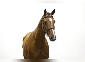 KWPN, Caballo castrado, 4 años, 167 cm, Castaño oscuro KWPN, Caballo castrado, 4 años, 167 cm, Castaño oscuro