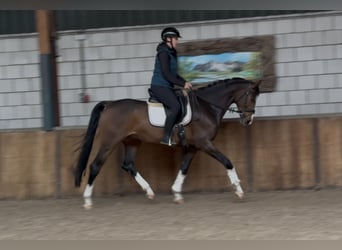 KWPN, Caballo castrado, 4 años, 167 cm, Castaño oscuro