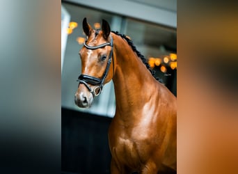 KWPN, Caballo castrado, 4 años, 167 cm, Castaño rojizo