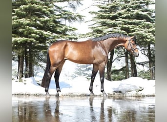 KWPN, Caballo castrado, 4 años, 167 cm, Castaño rojizo