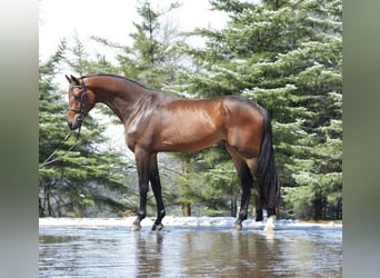 KWPN, Caballo castrado, 4 años, 167 cm, Castaño rojizo