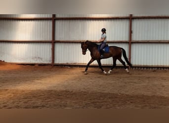 KWPN, Caballo castrado, 4 años, 167 cm, Morcillo