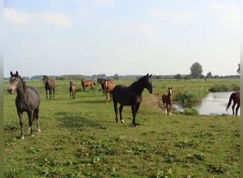 KWPN, Caballo castrado, 4 años, 167 cm, Morcillo